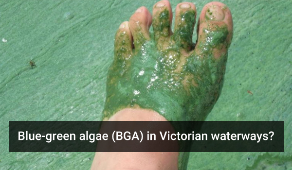 Blue-green algae (BGA) in Victorian waterways